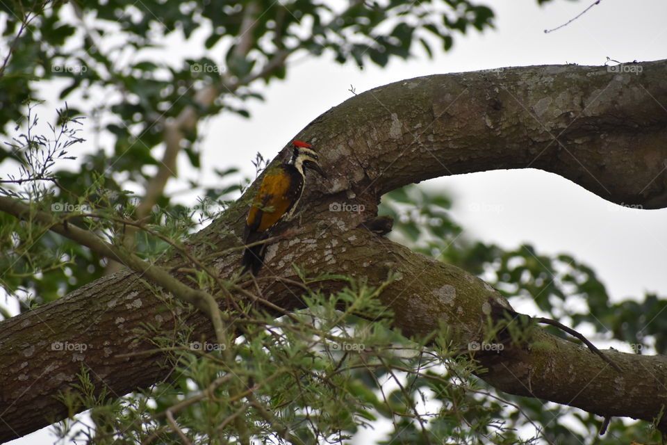 Tree, Bird, Nature, Wood, No Person