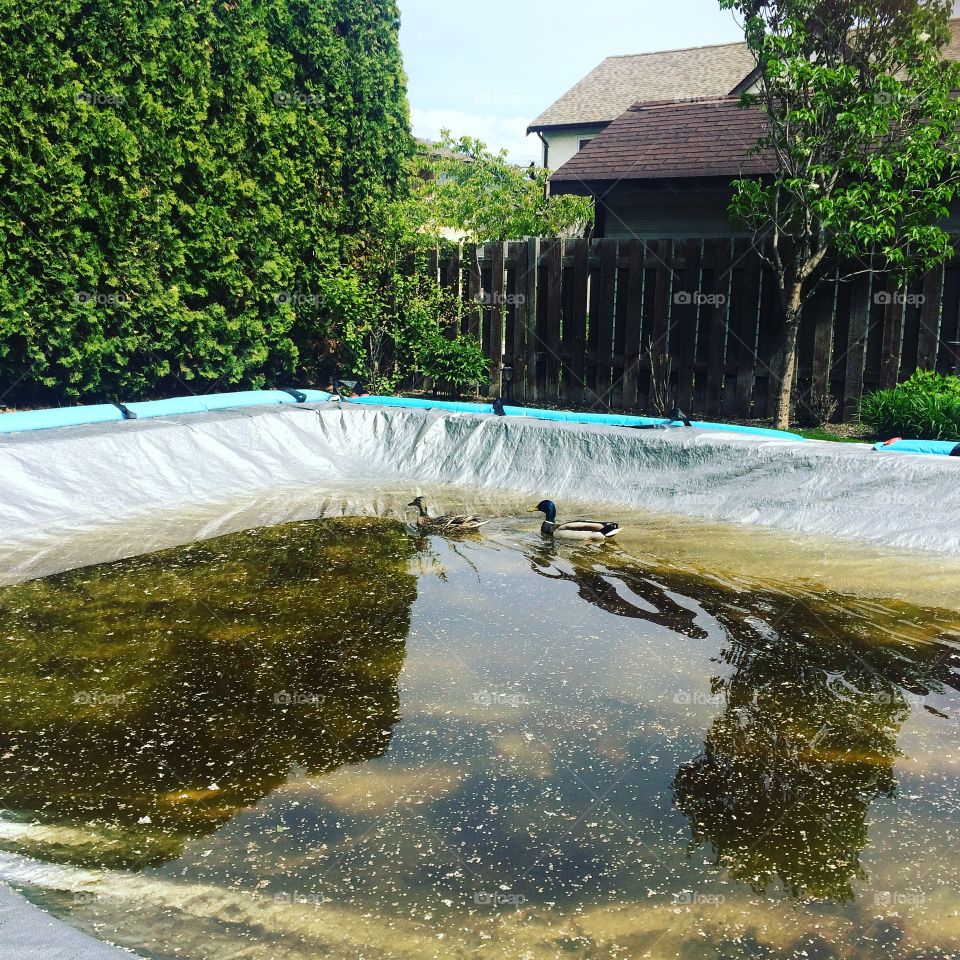 Ducks in our swimming pool! 