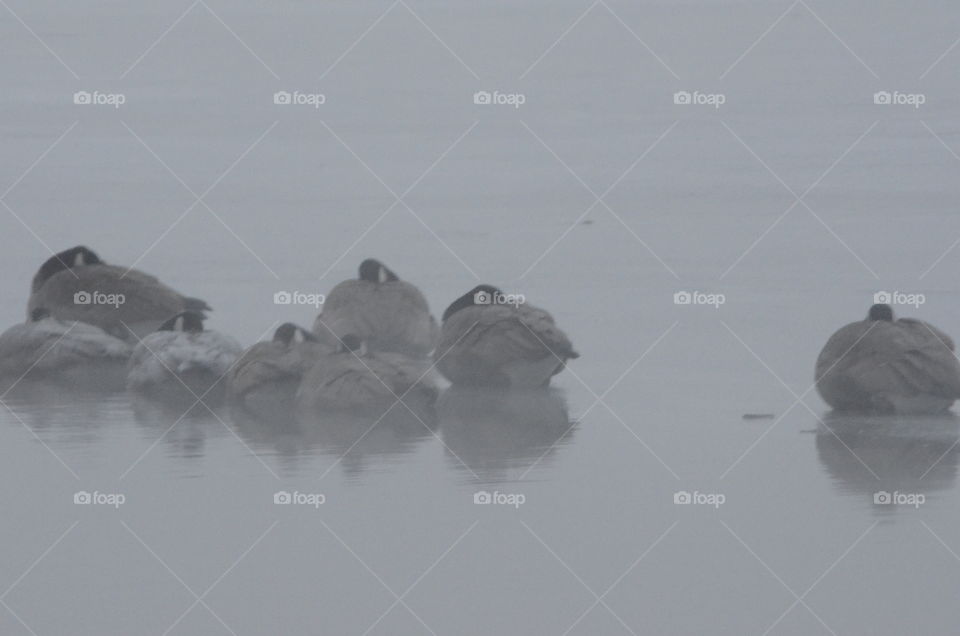 Geese Avoiding Dawn Chill