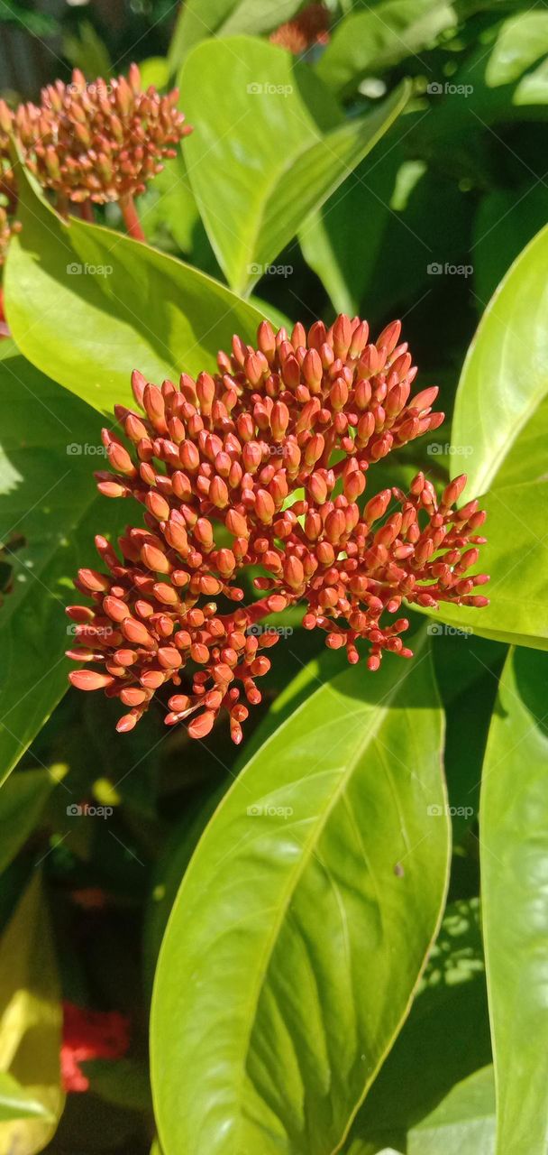 Ixora buds just about to open
