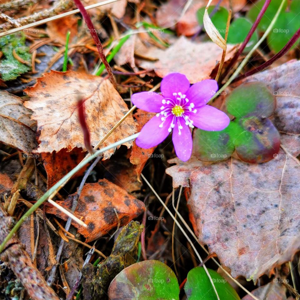 Hepatica