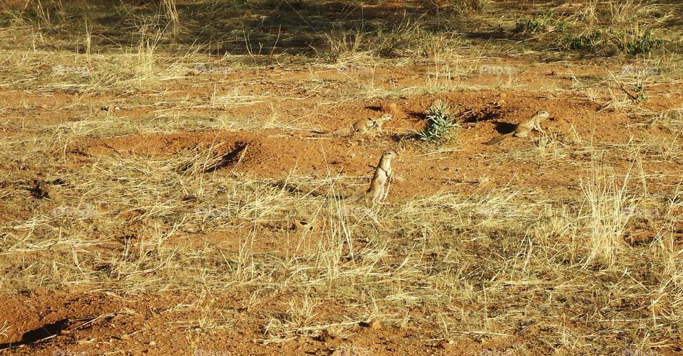 Meerkats in nature