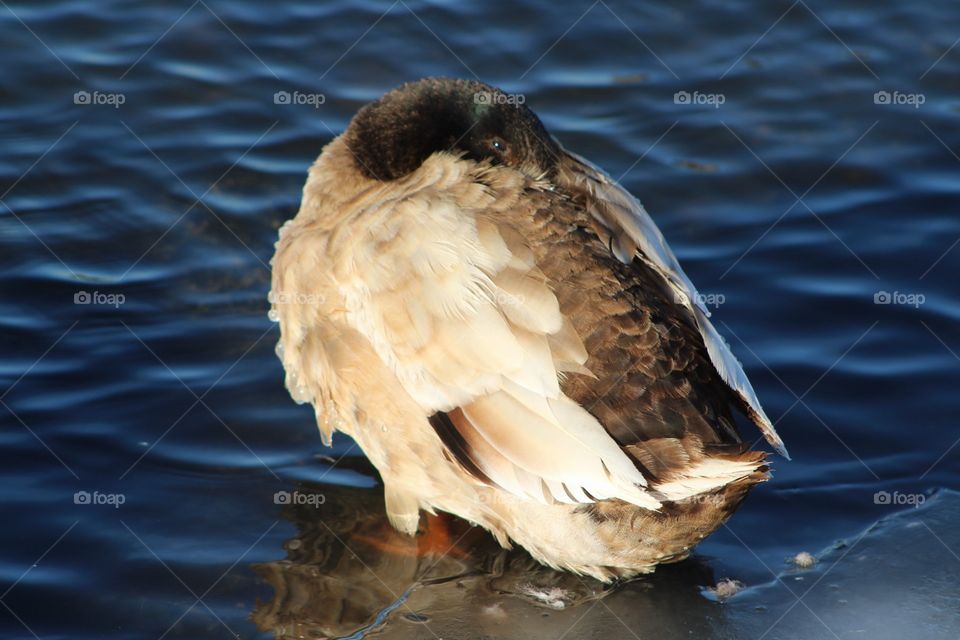 Bird, Water, No Person, Wildlife, Lake