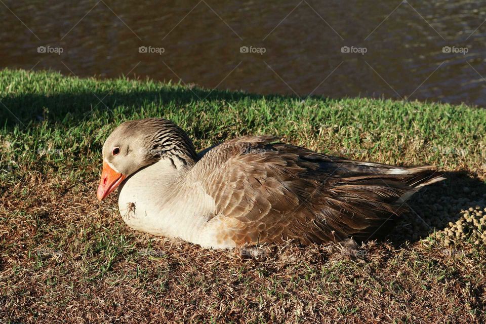 Brown and white duck in the grass