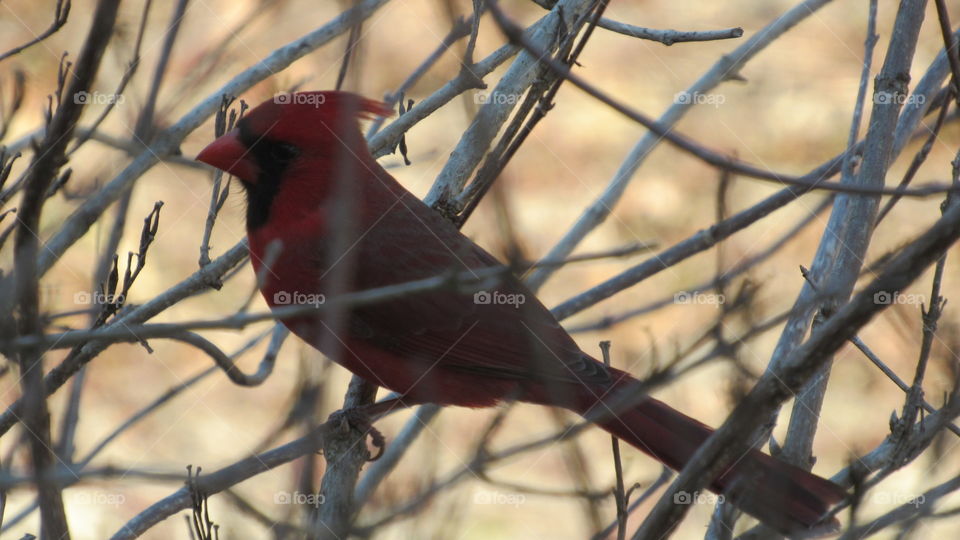 Cardinal in a bush