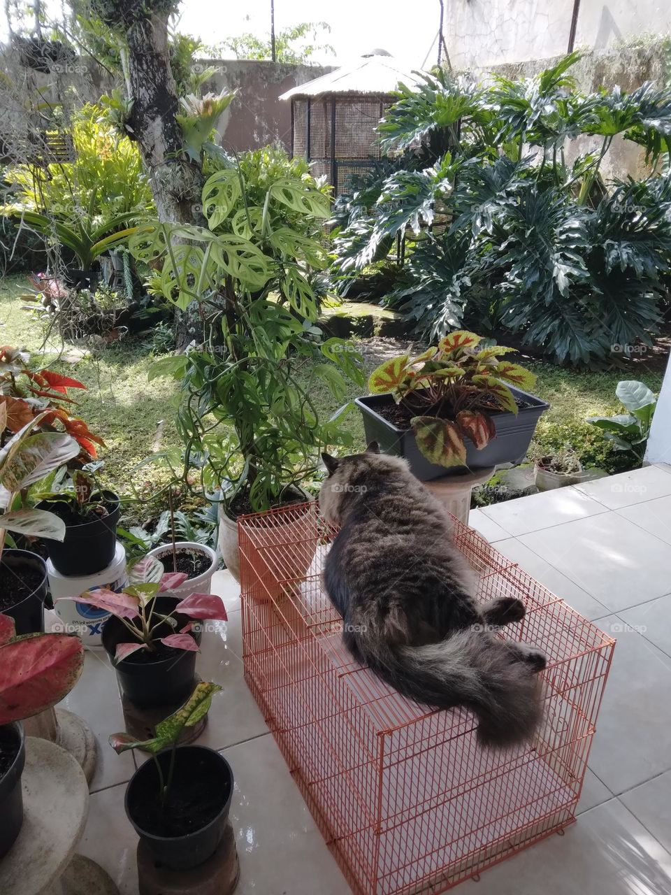 cat sleepy and enjoy the garden