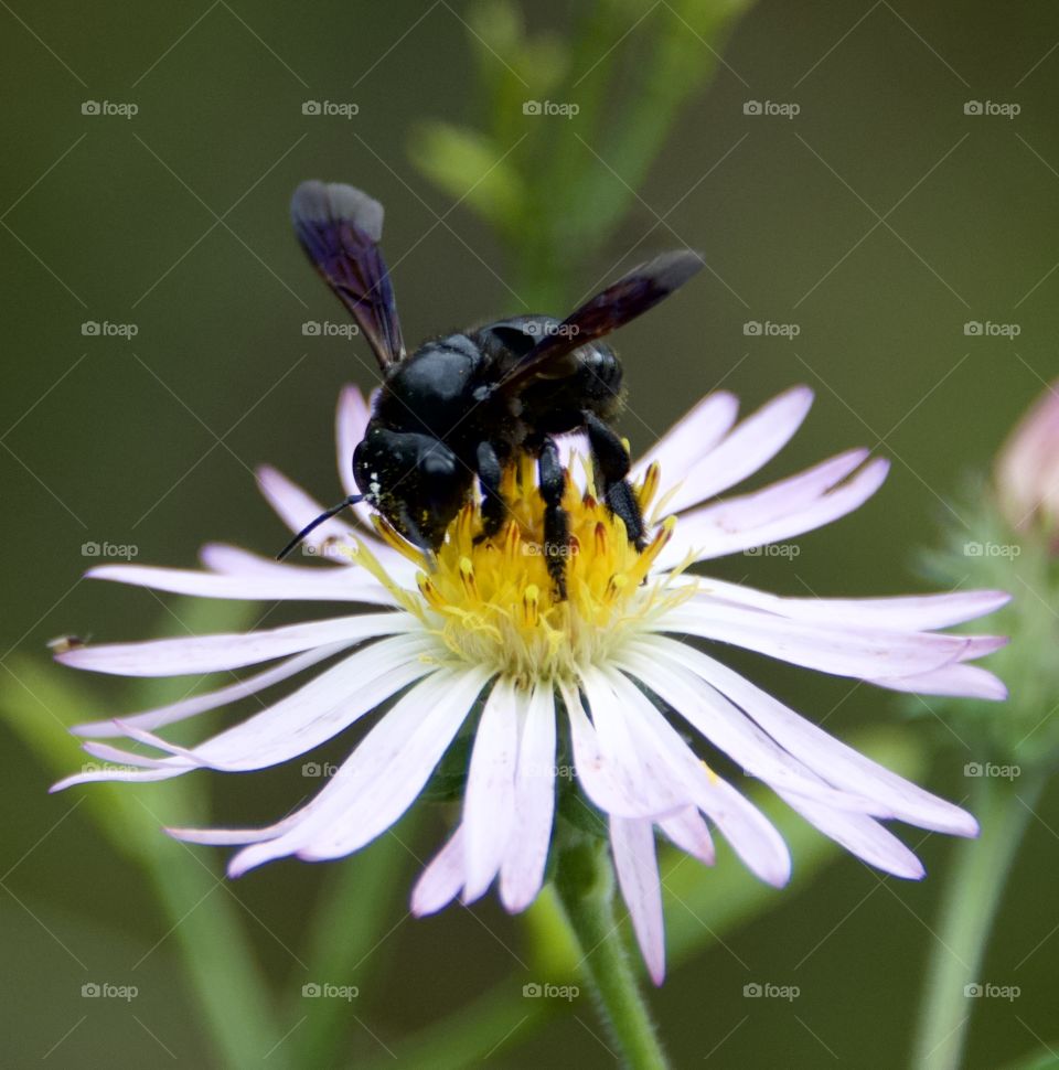 Flower and bee