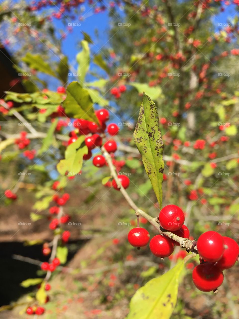 Very red berries 