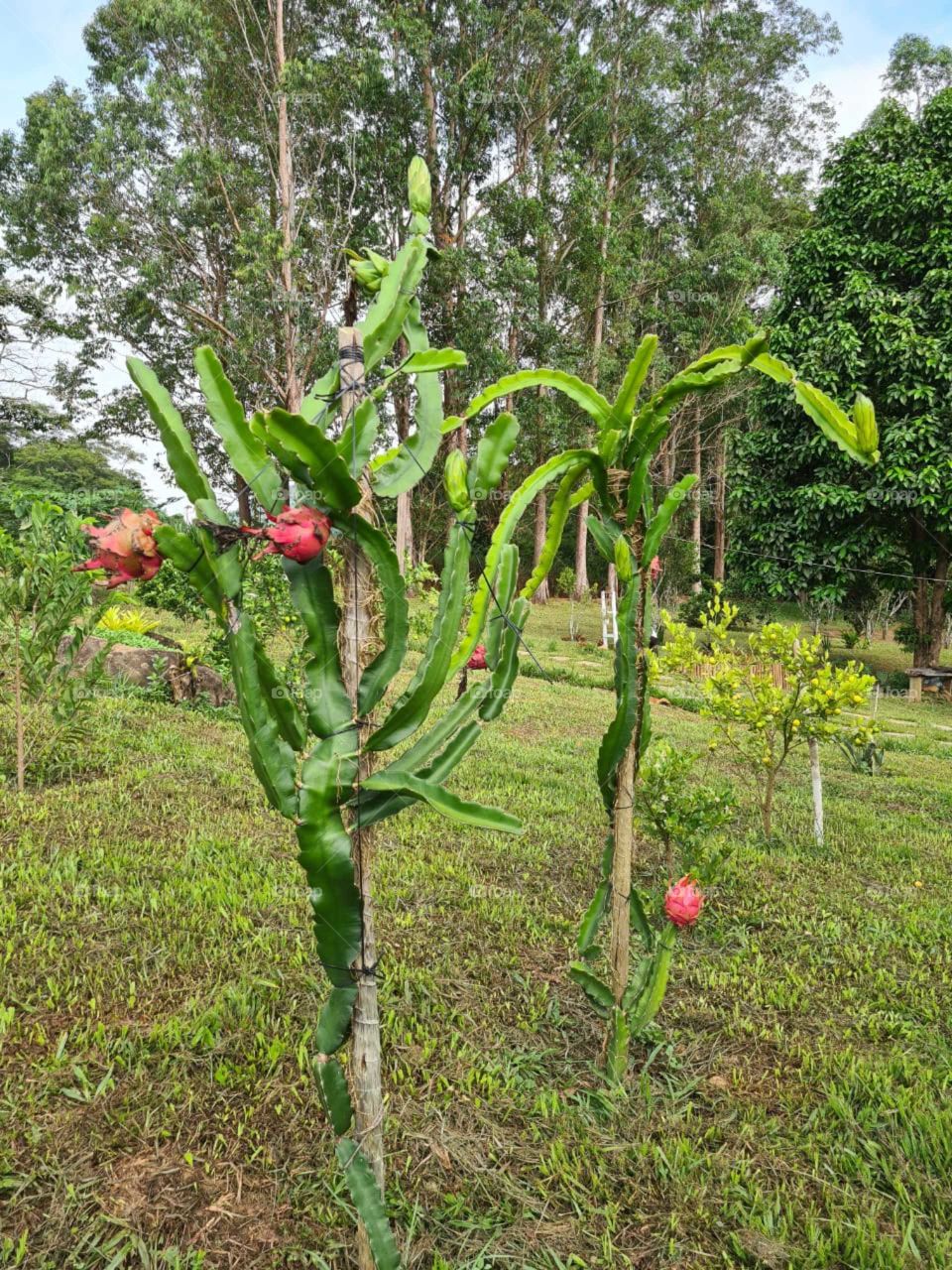 PITAYA