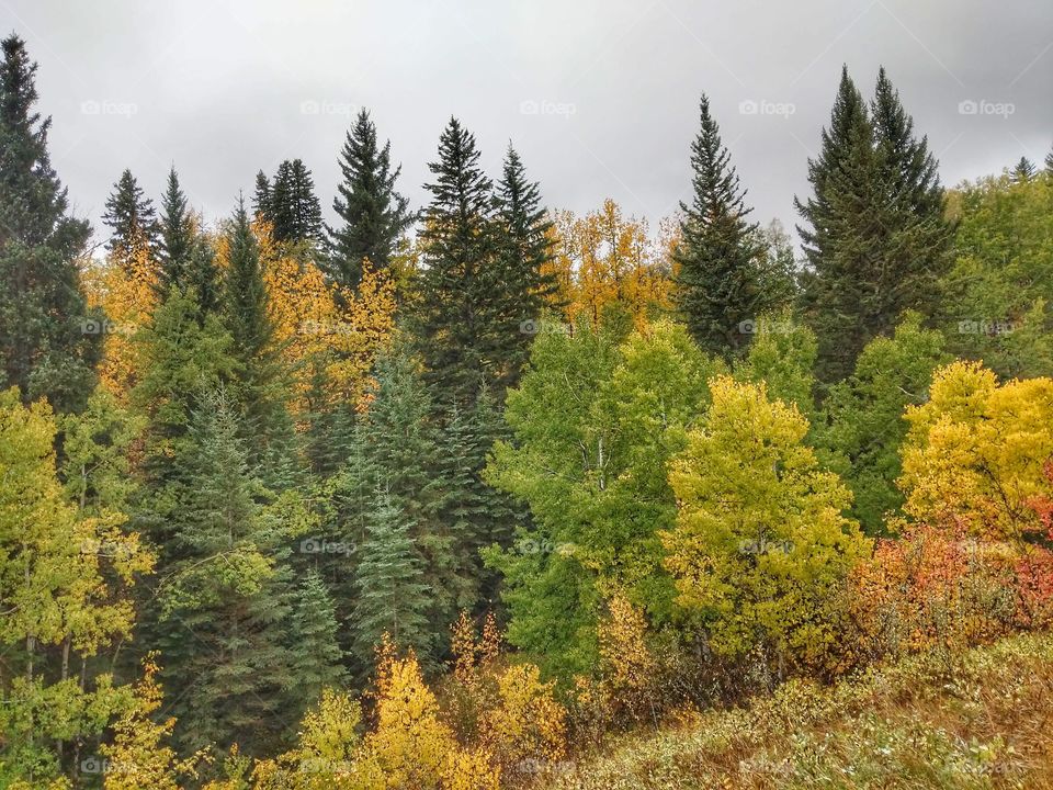 Beautiful colorful trees