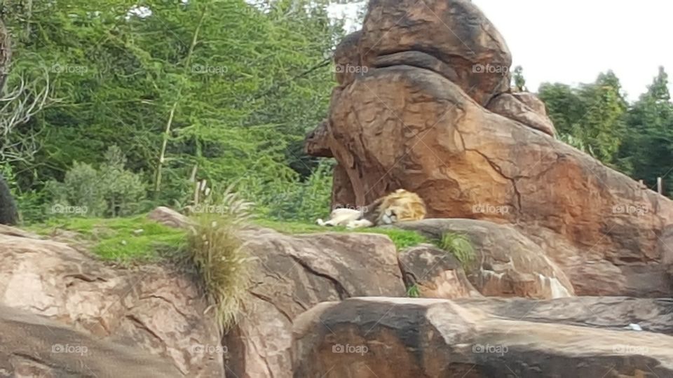 A lion rests soundly atop the rocks at Animal Kingdom at the Walt Disney World Resort in Orlando, Florida.
