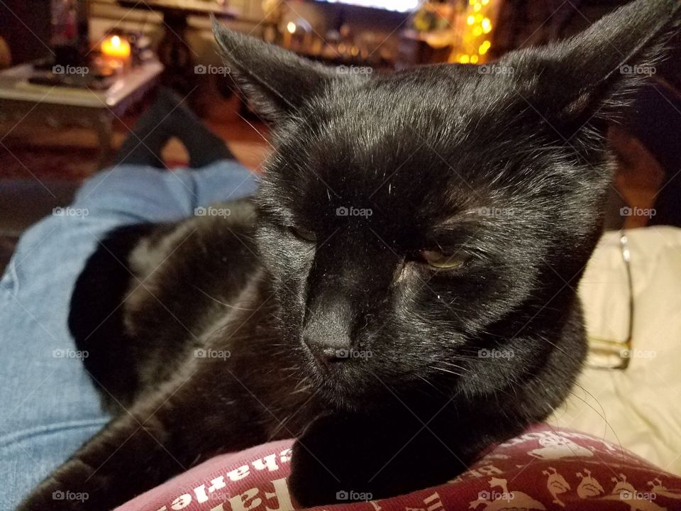 Black cat sleeping laying on my lap as I'm stretched out in my recliner. We are both very comfortable!