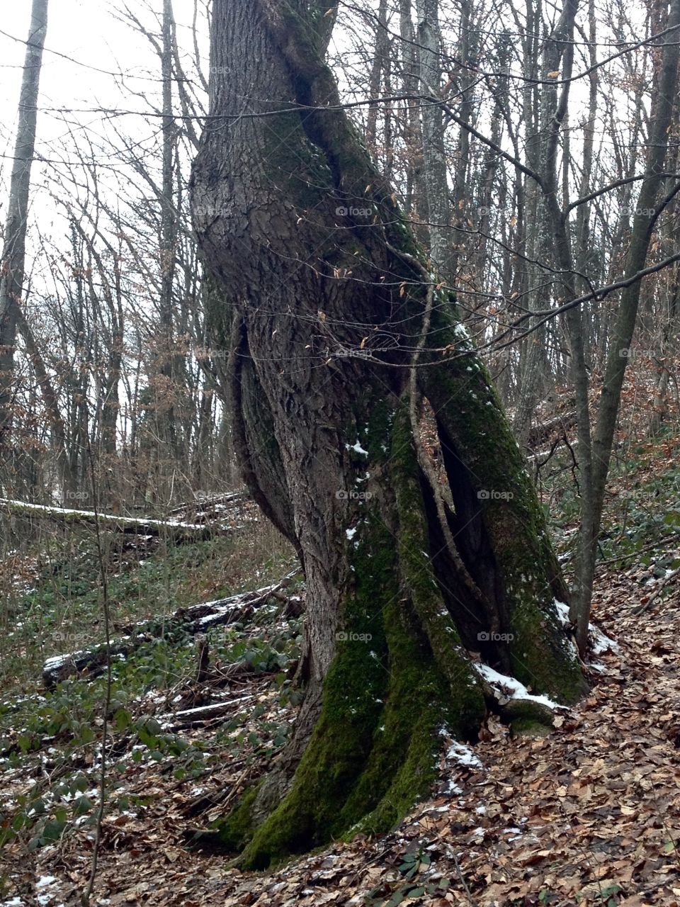 Lonely giants deep in the woods