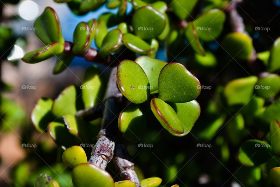 Succulent jade tree leaves closeup