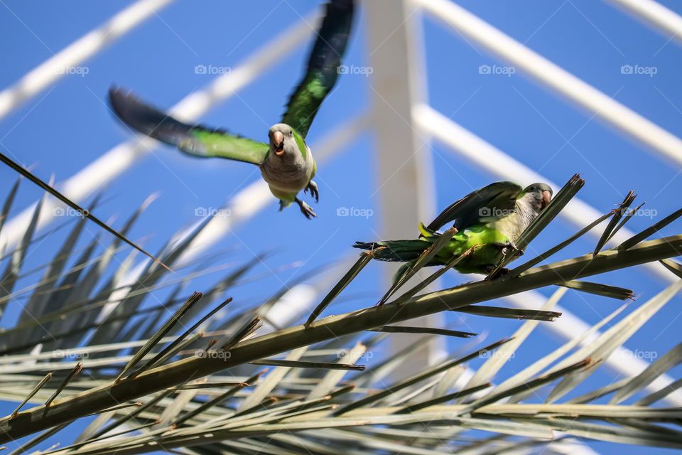 Green parrots on a palm tree in the city of Valencia in Spain