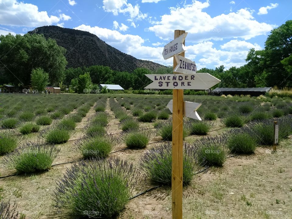 Lavender farm field on mountain of high desert