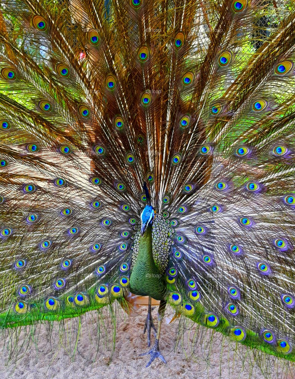 Peacock