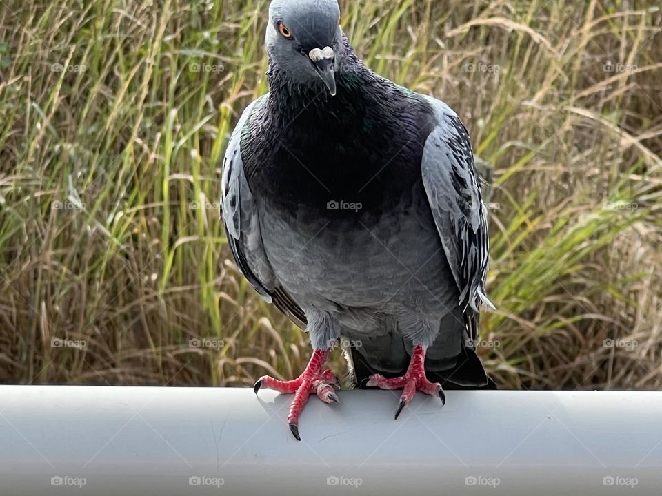 Pigeon on Rail