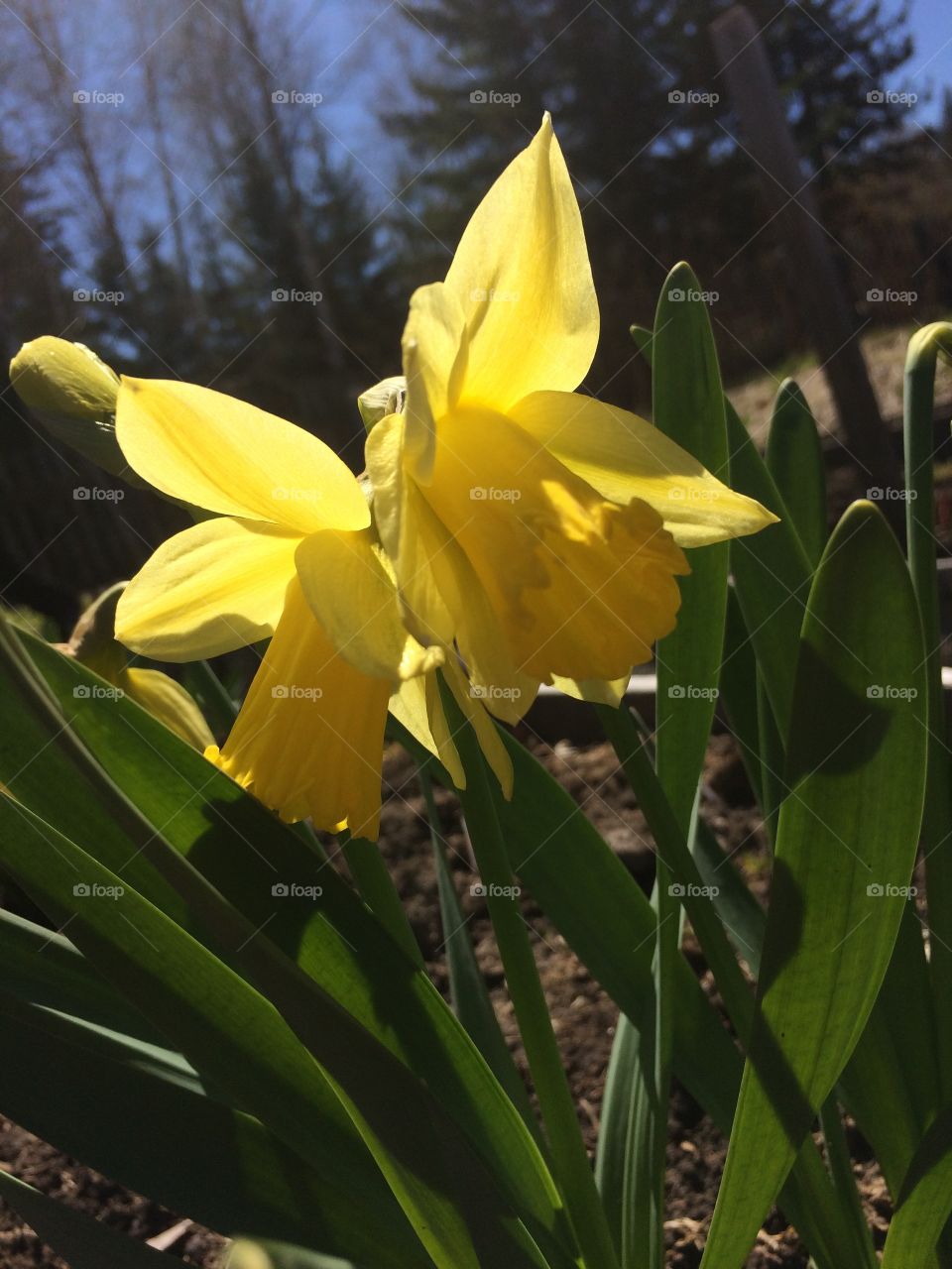 Springtime blossom flowers narcissus 