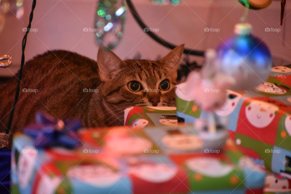 Kitty disguised as a present