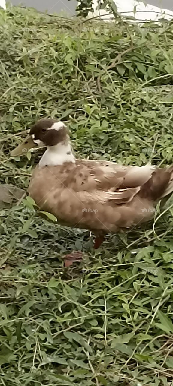 lazy day i want to sleep more