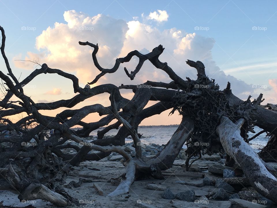 Driftwood Beach 