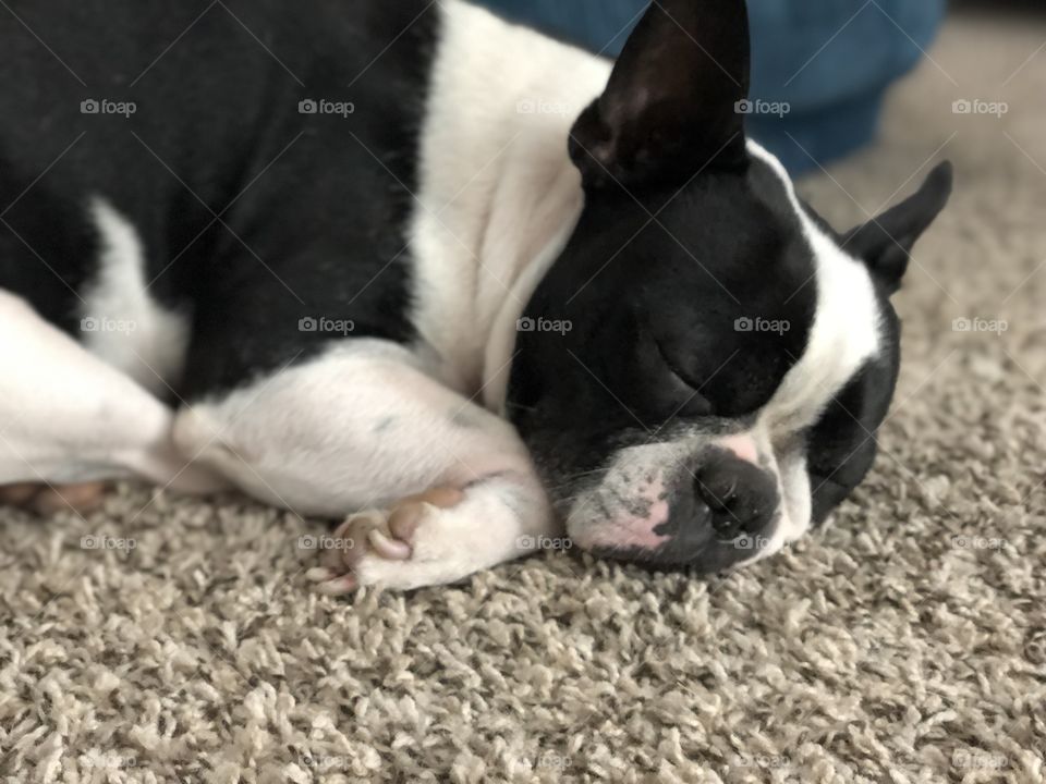 Cute Boston terrier sleeping