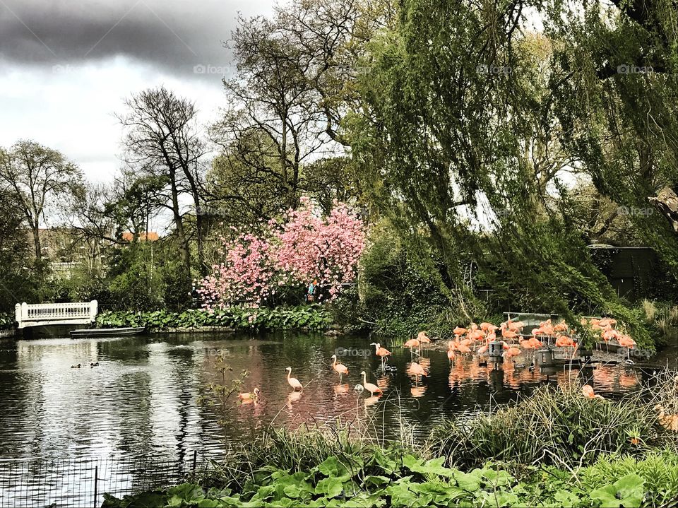 Flamingos and flowers in The Netherlands. 