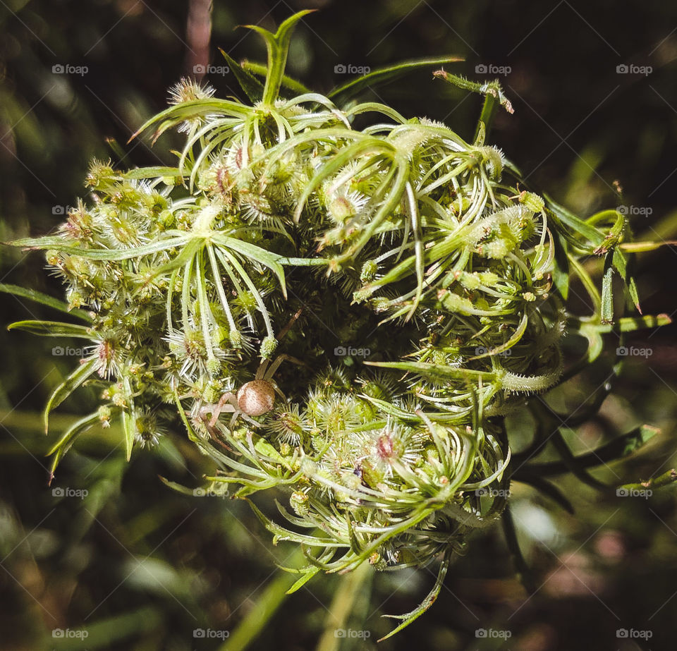 spider hiding in flower