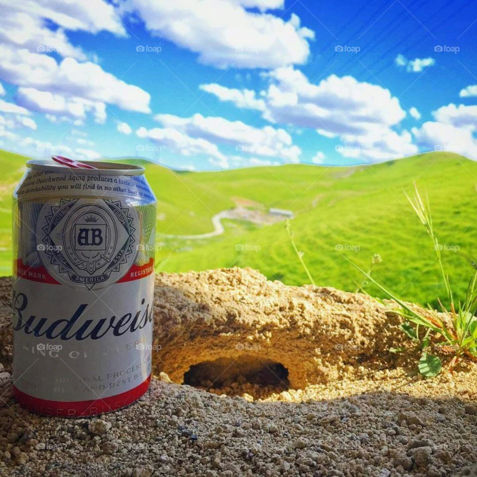 Budweiser