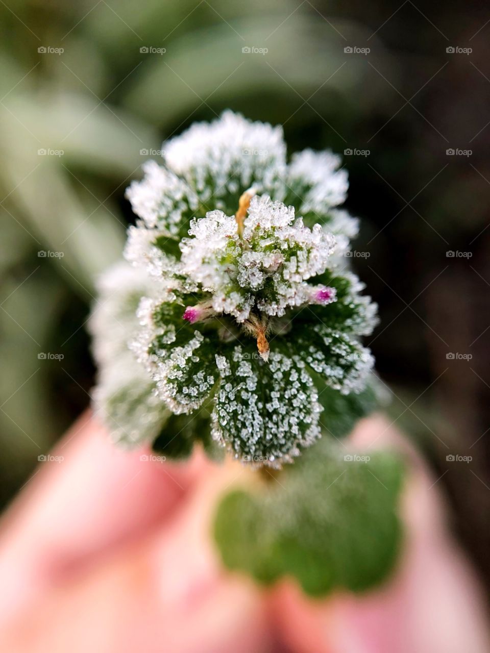 Flower, Nature, Leaf, Flora, Garden