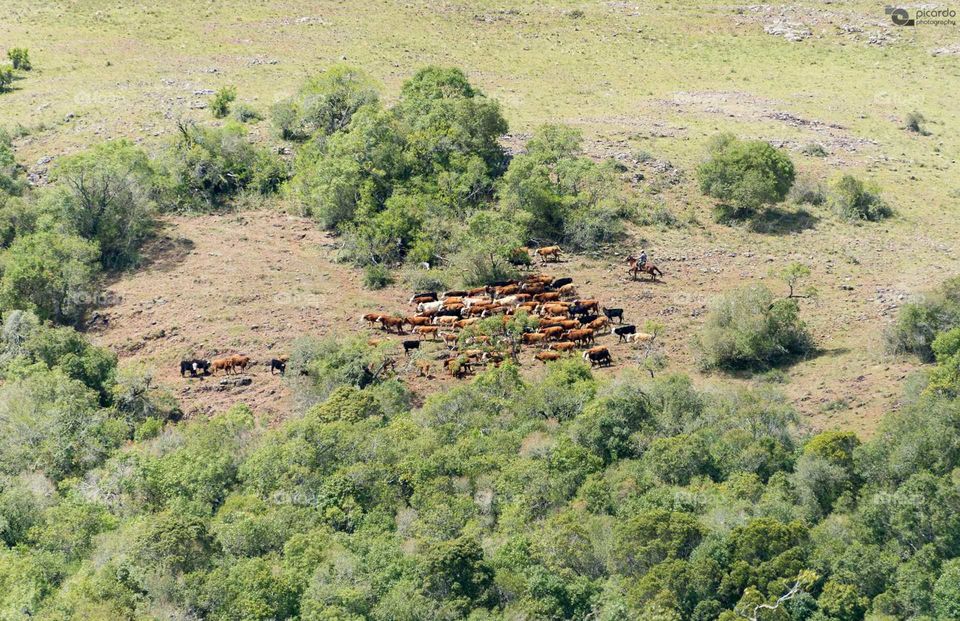 The countryman is leading the cattle through the slopes of the hill at Valle Eden,  Tacuarembo,  Uruguay