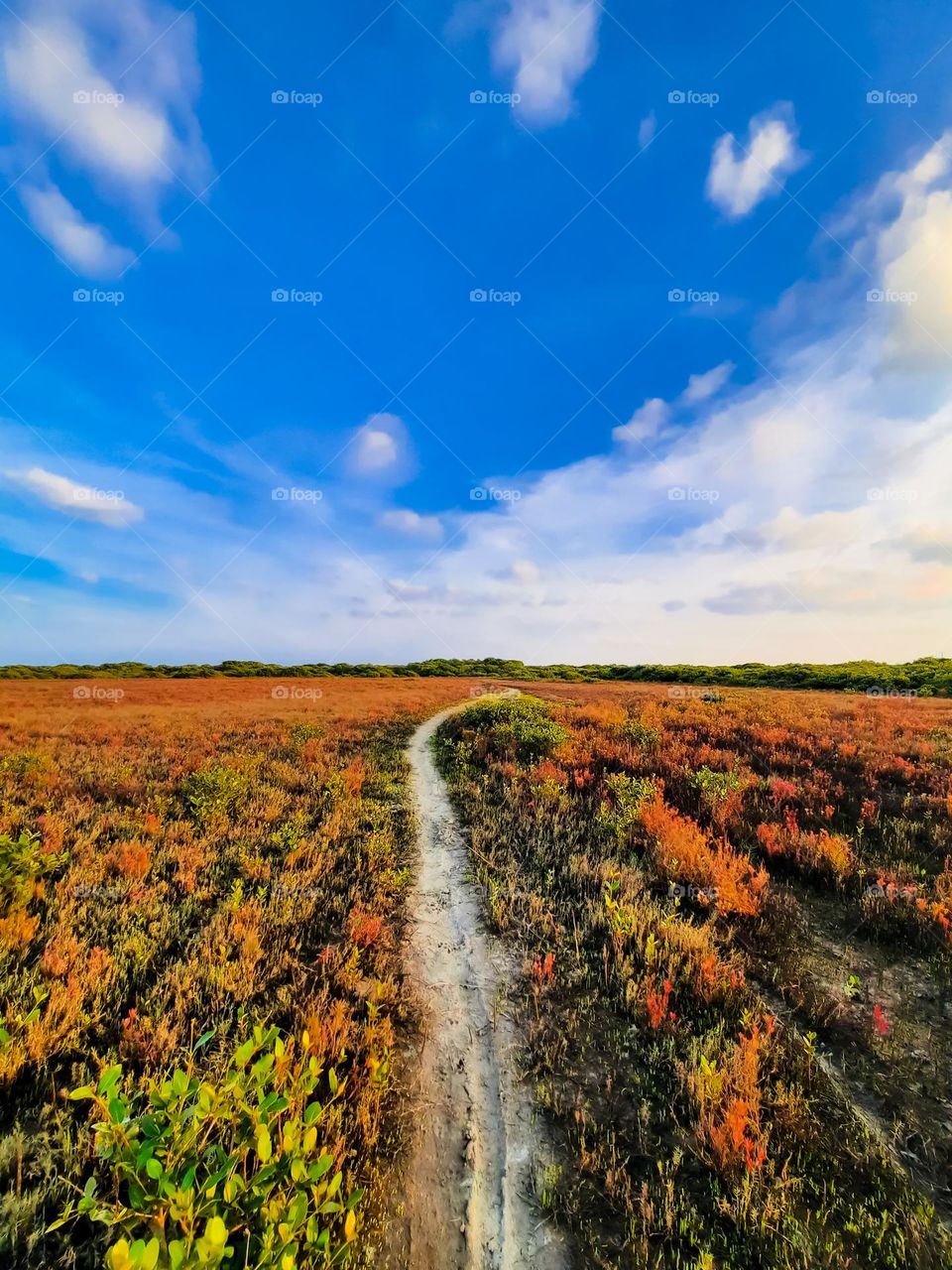 Walking along a beautiful pathway leading amidst of a beautiful landscape running towards the jungle.