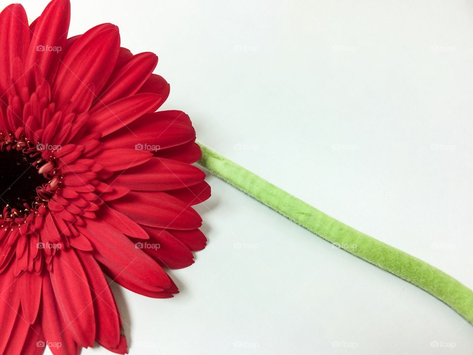 Sunflower on white background