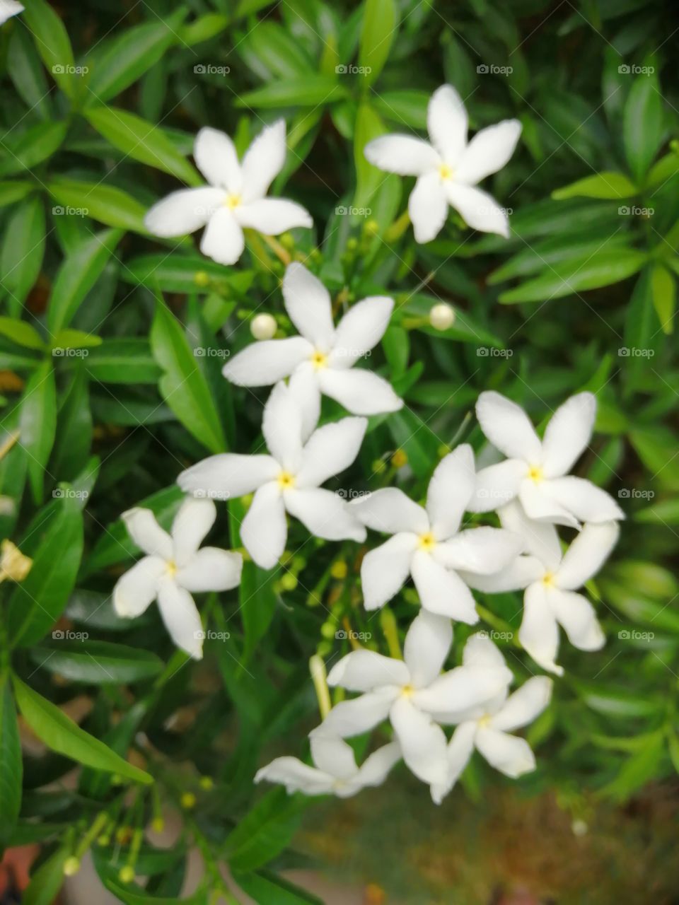 The beautiful white flowers.