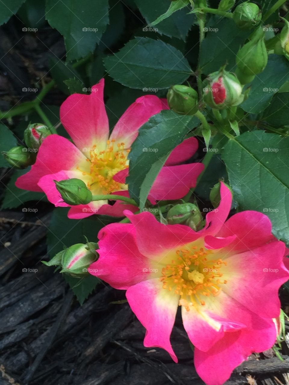 Drift rose. Flowers