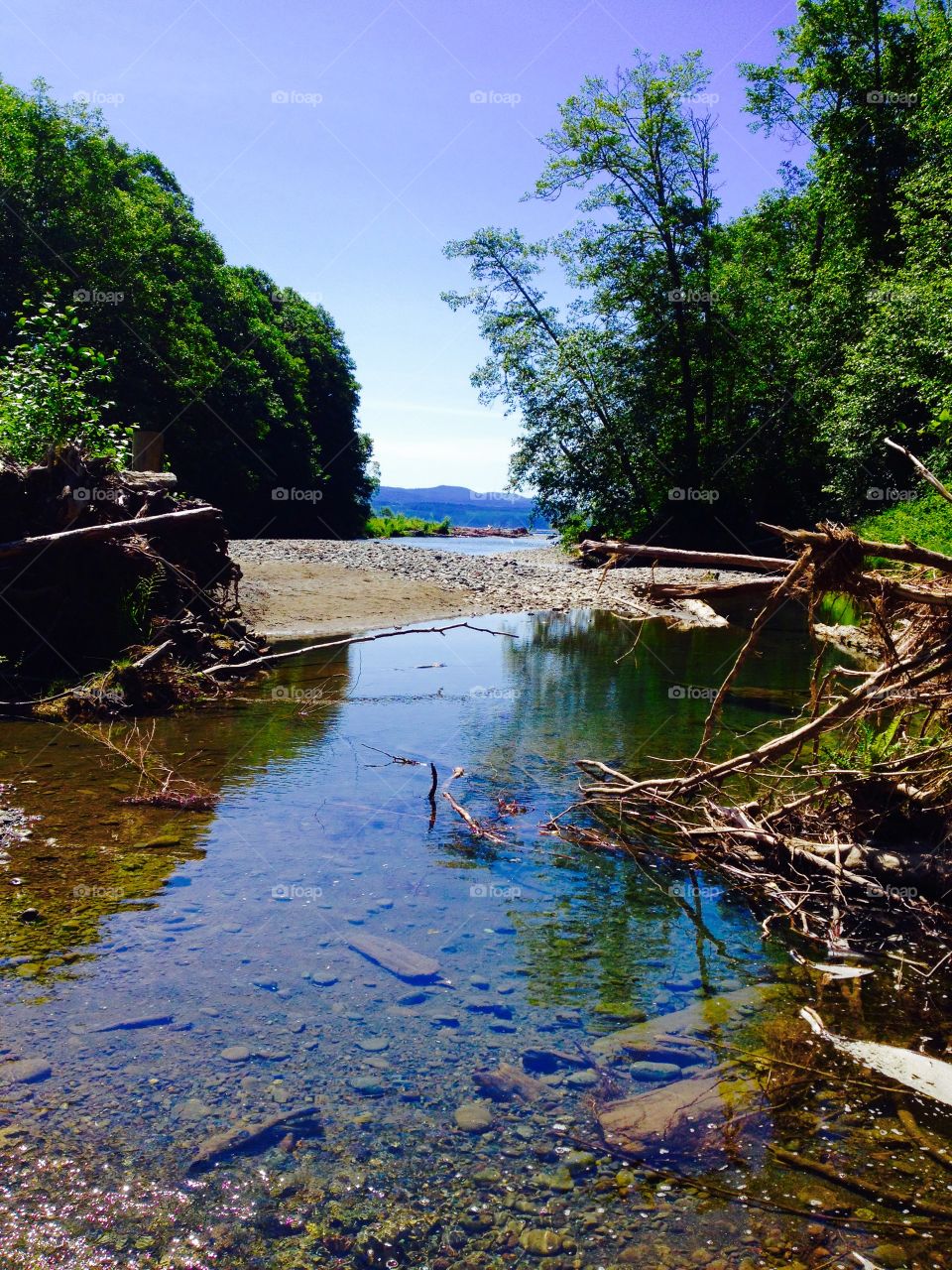 Water and Trees. Water and trees