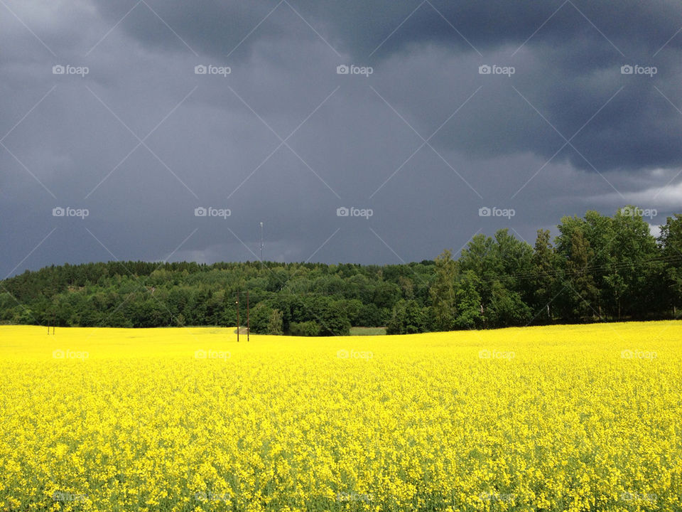 sweden field yellow nature by mikaelnilsson