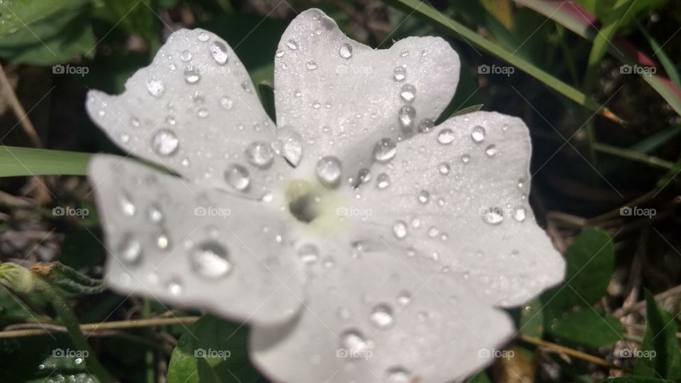 A white flower, there is water on that