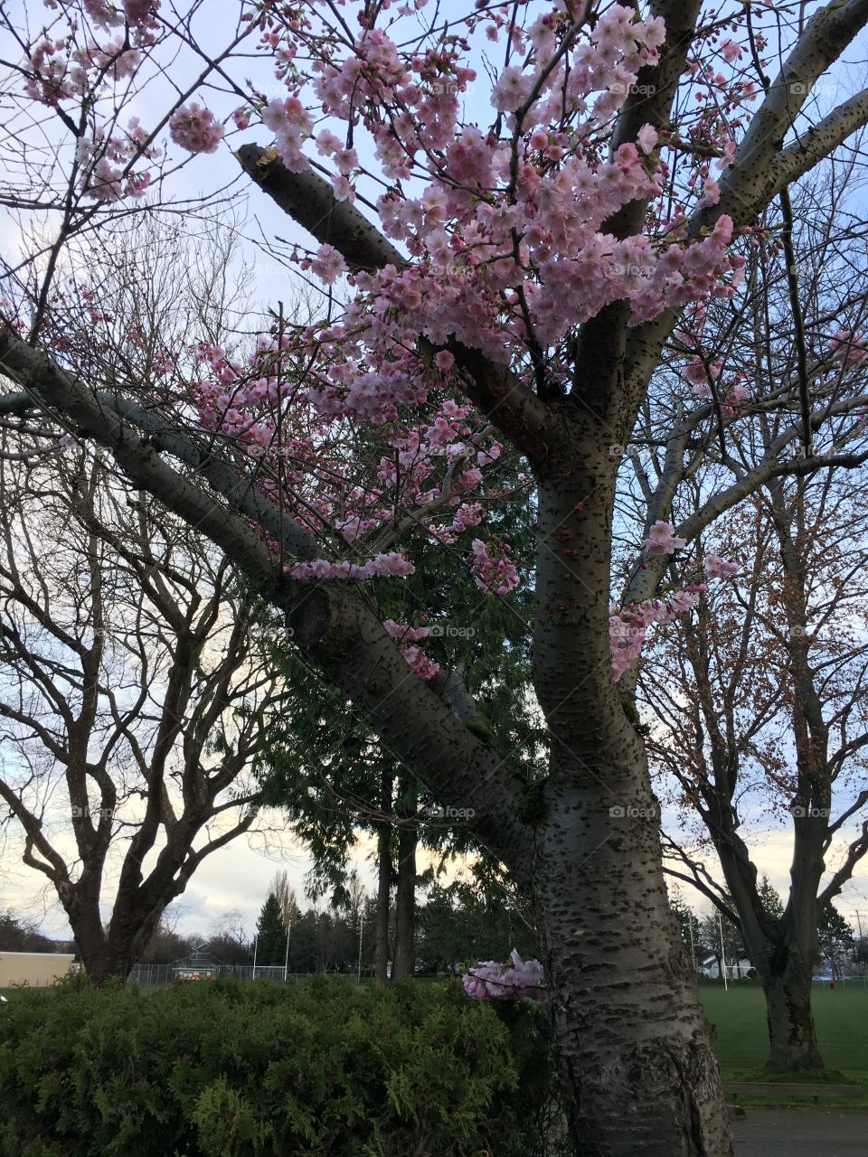 Cherry blossom tree in park