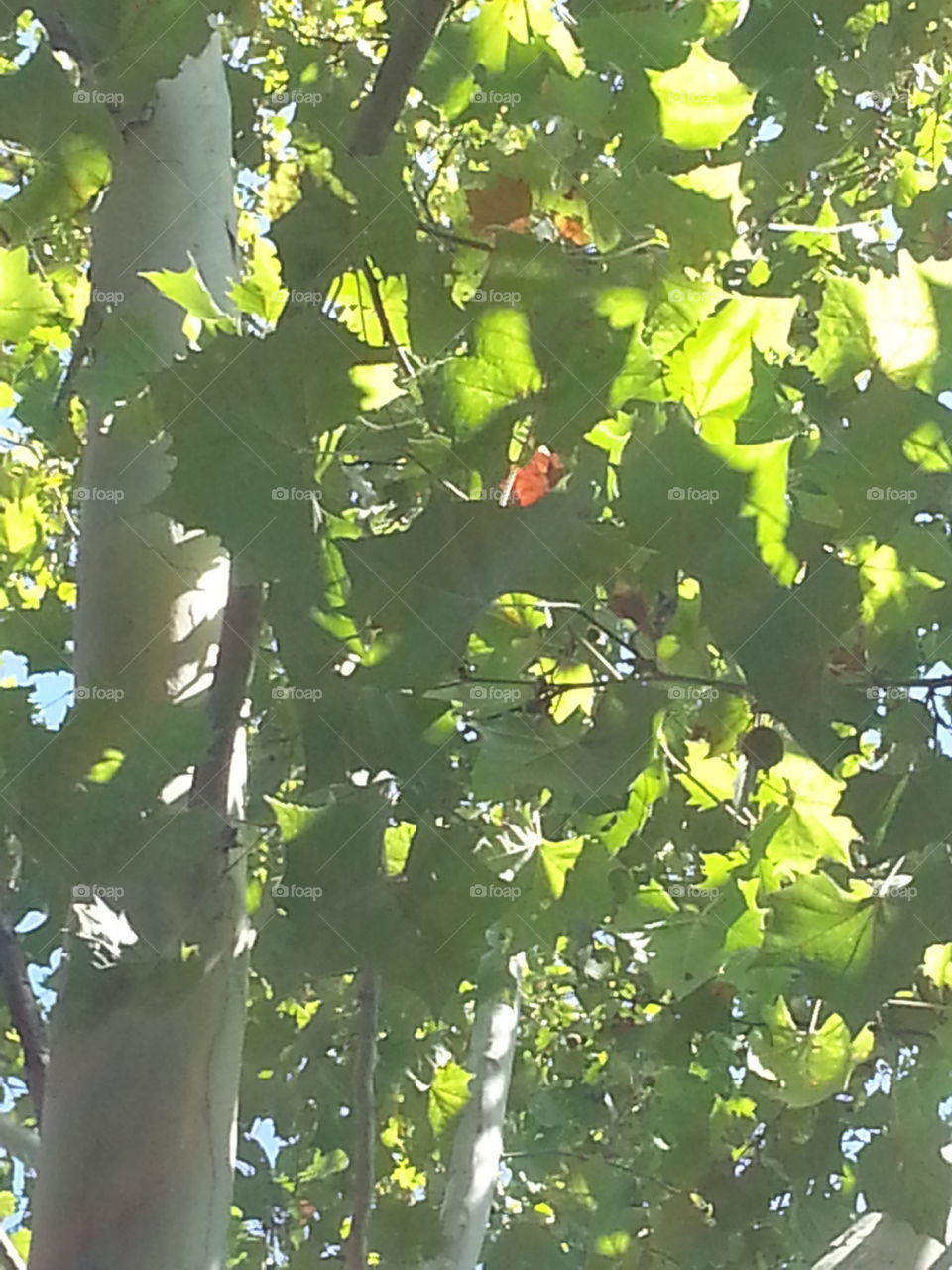 Lone leaf. when I looked up I saw a tiny bit of color,  I had to take