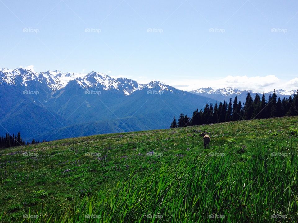 Where Sky Meets Land. Deer looking at the view at Hurricane Ridge at Olympic National Park