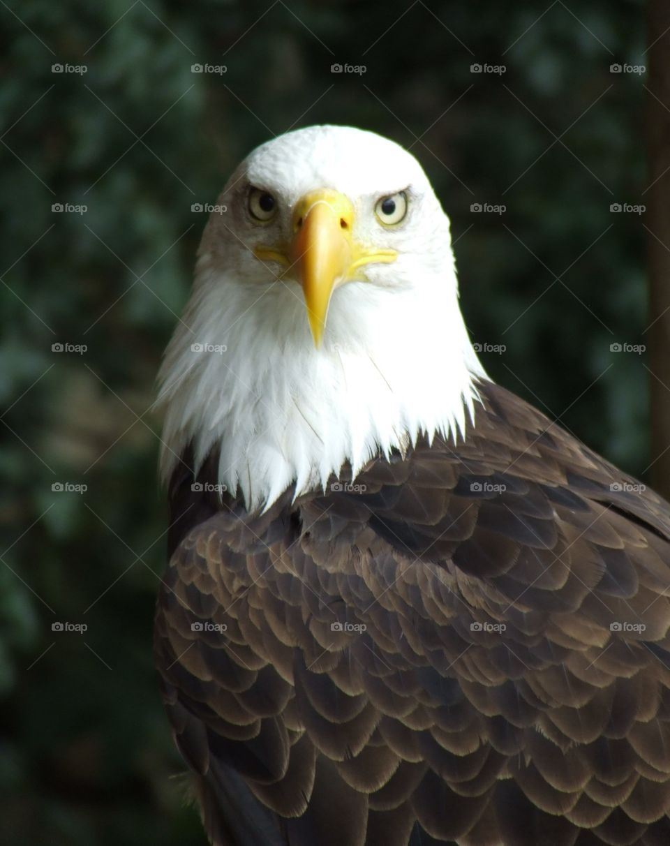 Majestic Bald Eagle