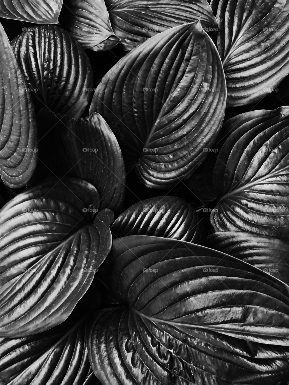 Tropical leaves black and white 