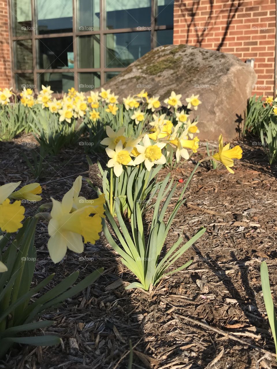Daffodils in the winter growing beautiful!