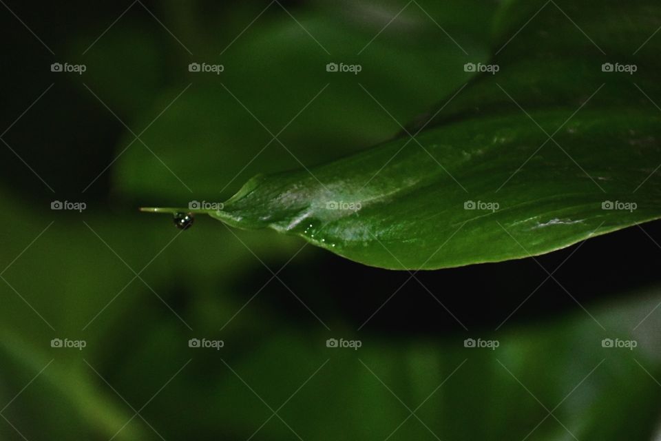 leaf droplet