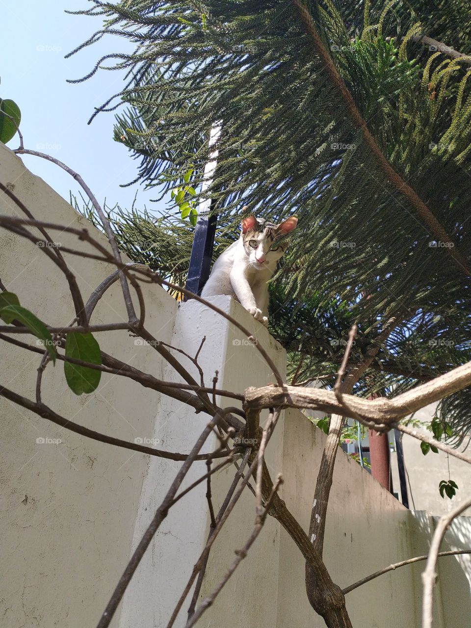 Beauty on the wall with a perfect pose to be clocked