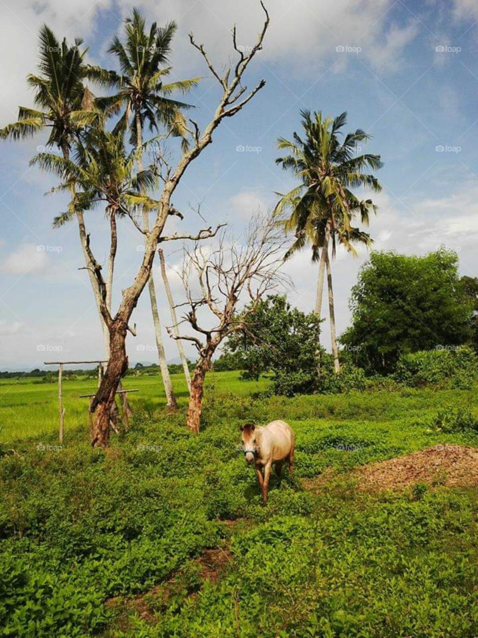 sumbawa island