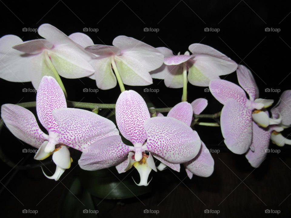 my flower, my phalaenopsis orchid