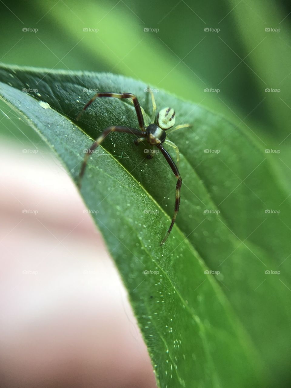 Spider- macro photography 